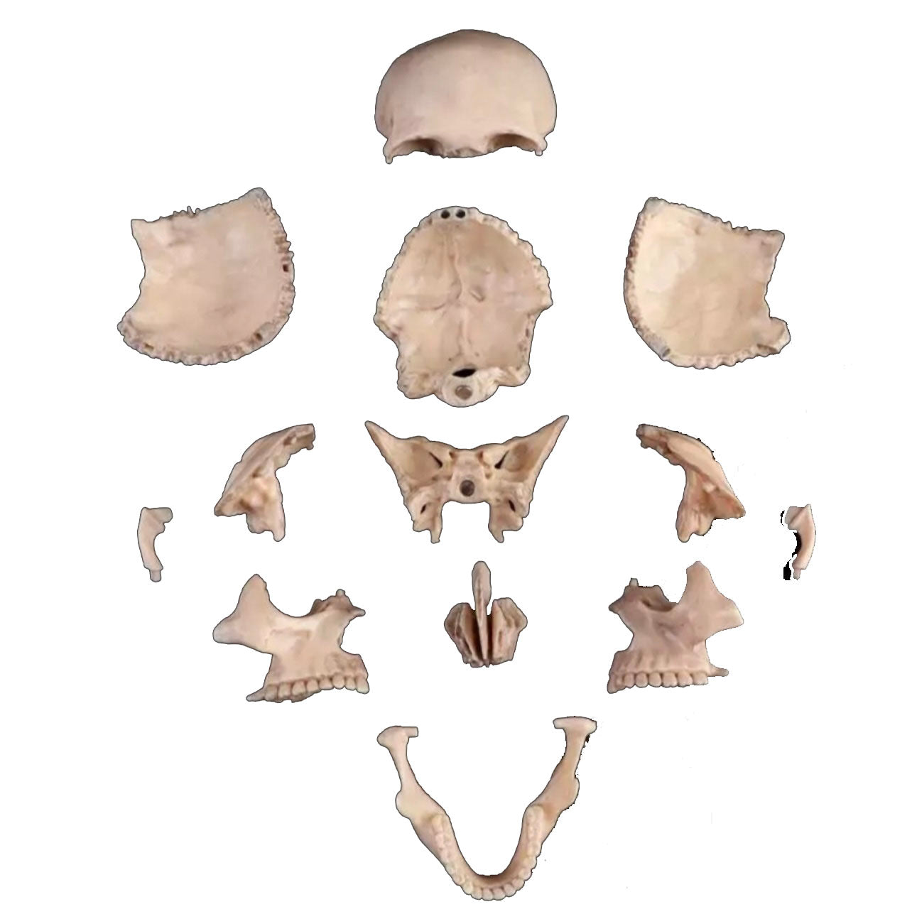 Modelo Anatómico Cráneo Humano Desarmable Para Enseñanza